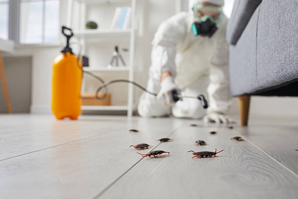 Commercial Rodent Management in El Monte